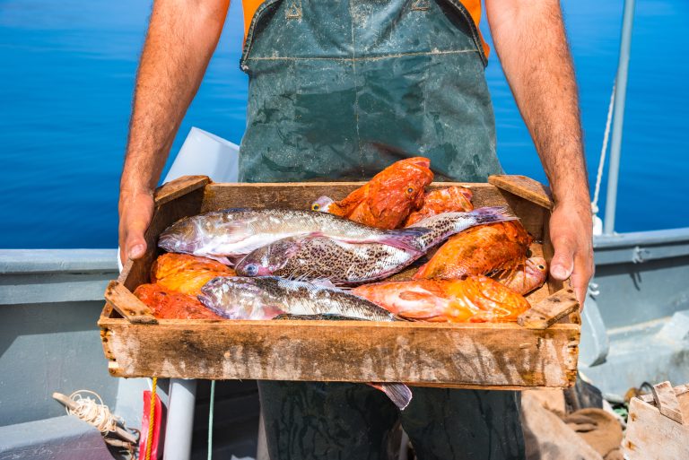 A,Basket,With,Fresh,Fishes,,On,Fisherman,Boat,,Crete,,Greece.