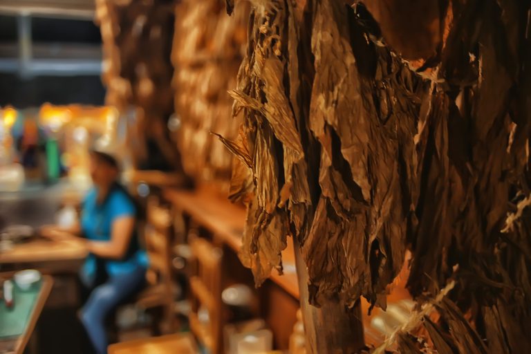 Background,Texture,Tobacco,Leaves,Dry,,Yellow,Leaves,For,Smoking,,Production