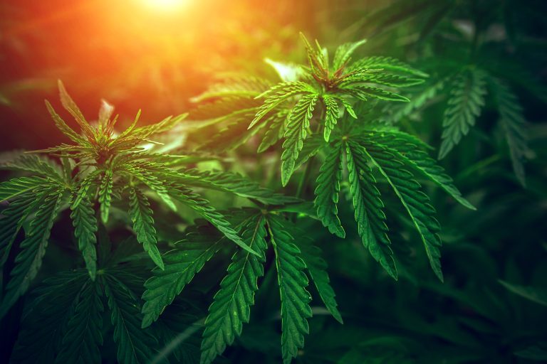 Bush,Marijuana,On,Blurred,Background.,Bush,Cannabis.