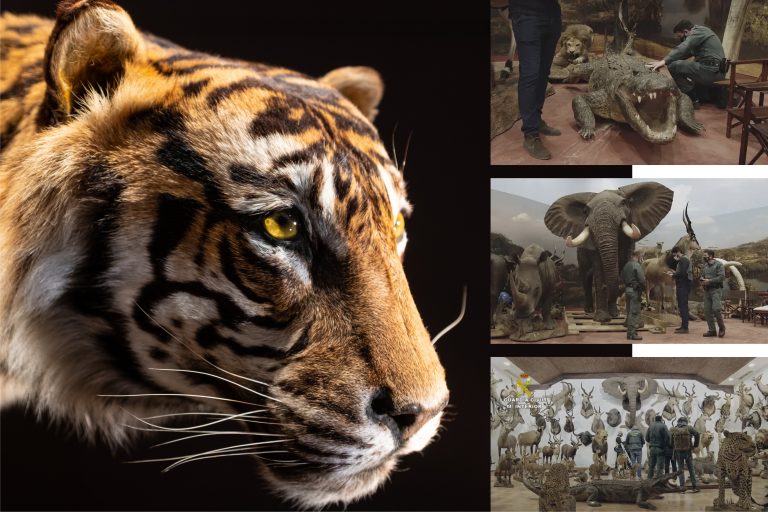 animals