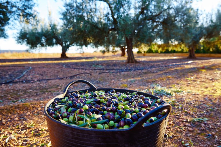 Olives,Harvest,Picking,In,Farmer,Basket,At,Mediterranean