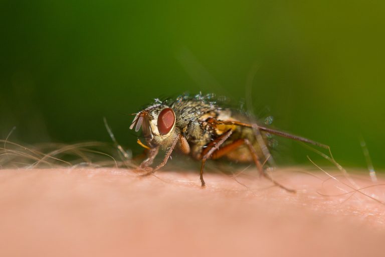 Macro,Of,A,Fly,Sitting,On,Human,Skin,On,Green