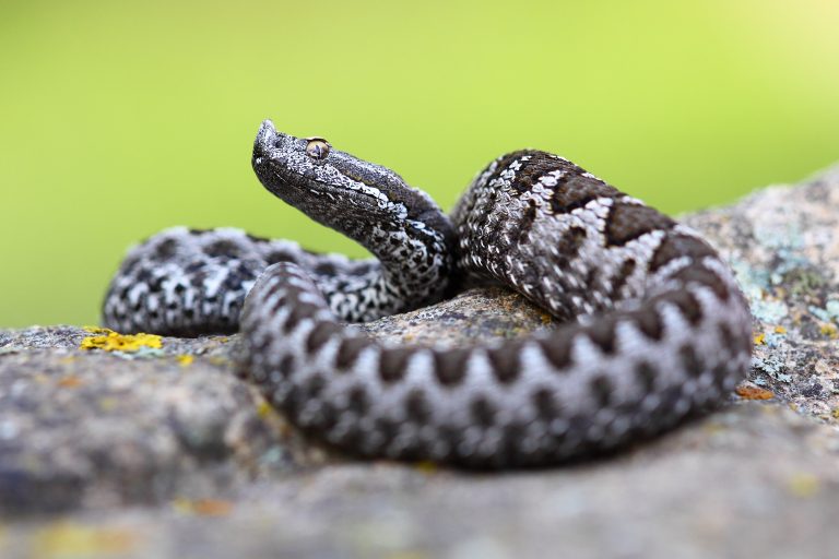 Vibora,Hocicuda,Viper