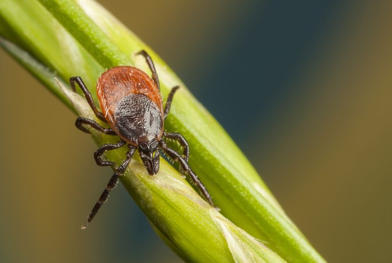 Closeup,Of,A,Tick,On,A,Plant,Straw