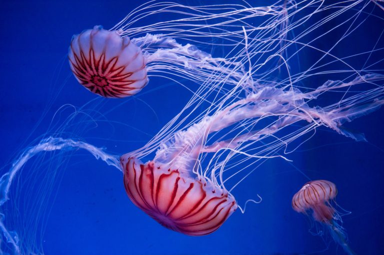 Jellyfishes