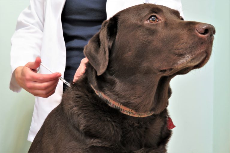 Horizontal,Image,Of,A,Veterinarian,Giving,A,Vaccine,(injection),To