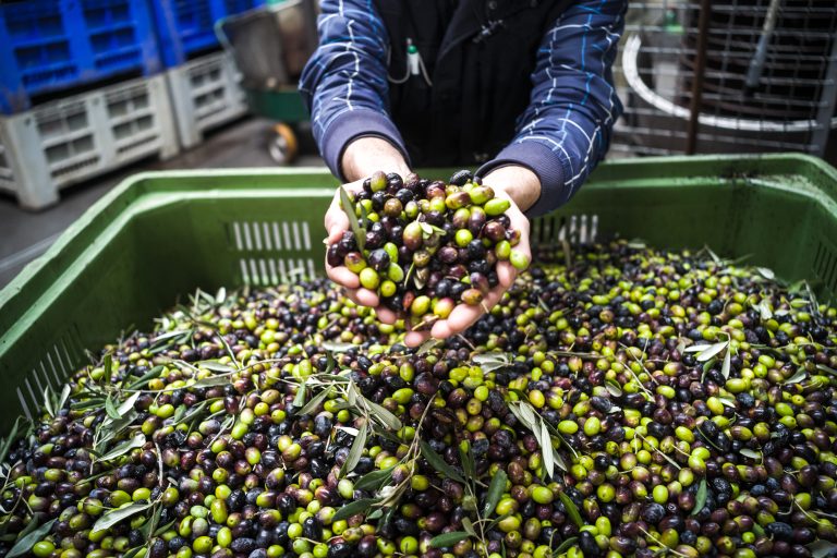 The,Making,Of,Extra,Virgin,Olive,Oil,In,Mola,Di