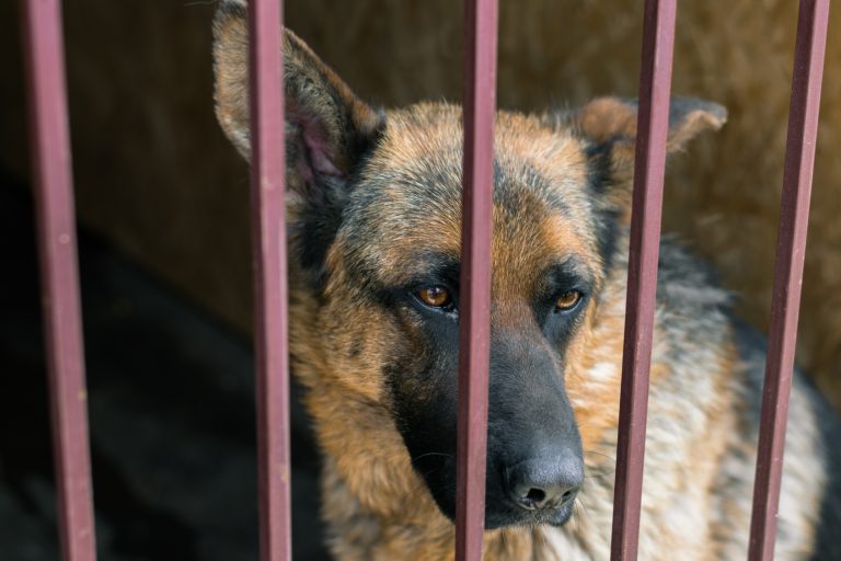 German,Shepherd,In,The,Aviary.,Guard,Dog,Behind,Bars