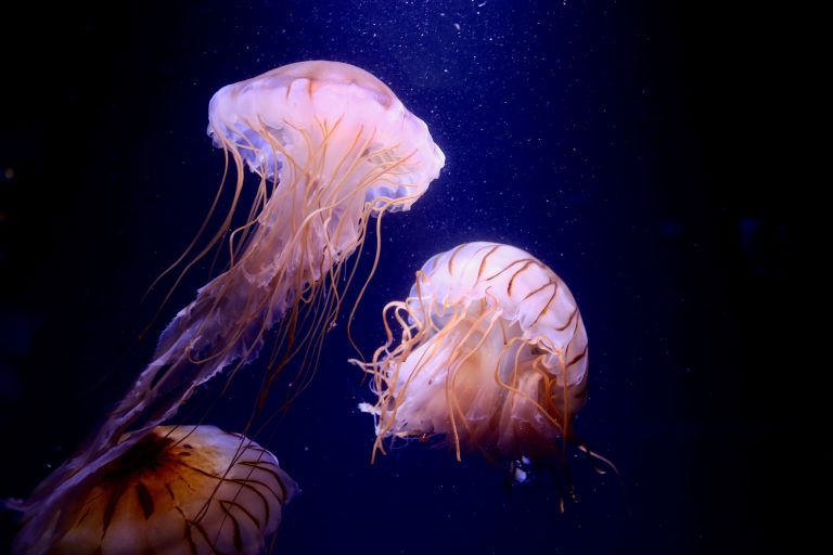 Jellyfish,Floating,In,The,Sea.,I,Feel,Healing,Just,By