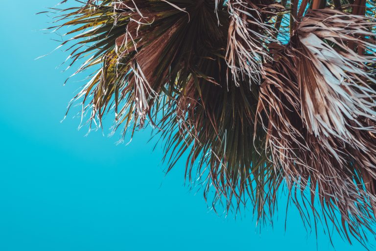 Withered,Palm,Tree,And,Cyan,Sky