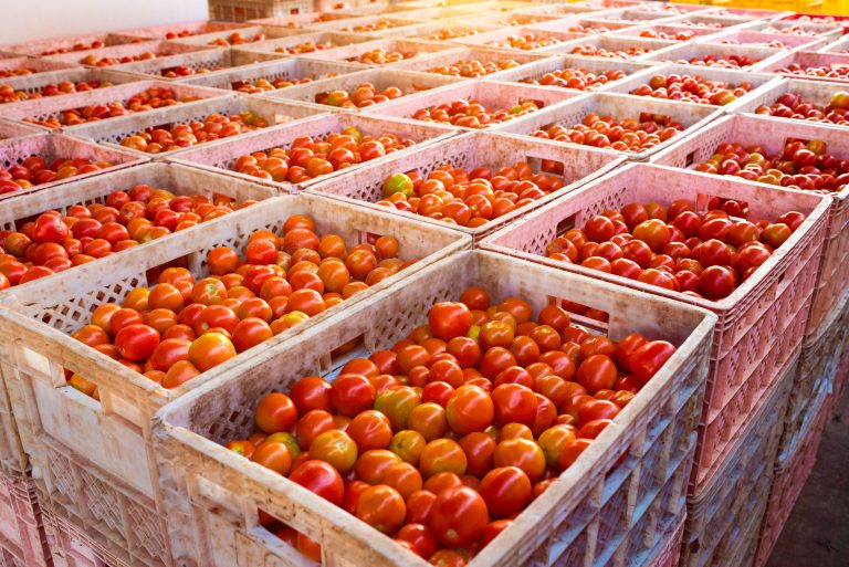 Tomato,Crates,Contain,Products,For,Export,To,Asian,Markets.