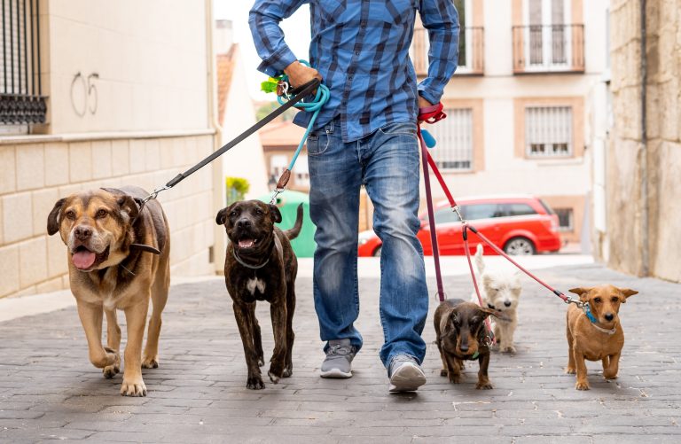 Professional,Dog,Walker,Or,Pet,Sitter,Walking,A,Pack,Of