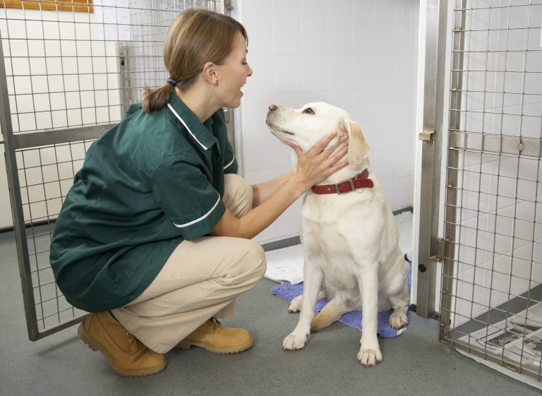 Vetinary,Nurse,Checking,Sick,Animals,In,Pens
