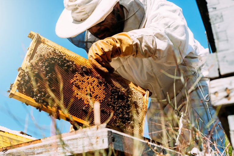 Beekeeper,Working,Collect,Honey.,Beekeeping,Concept.