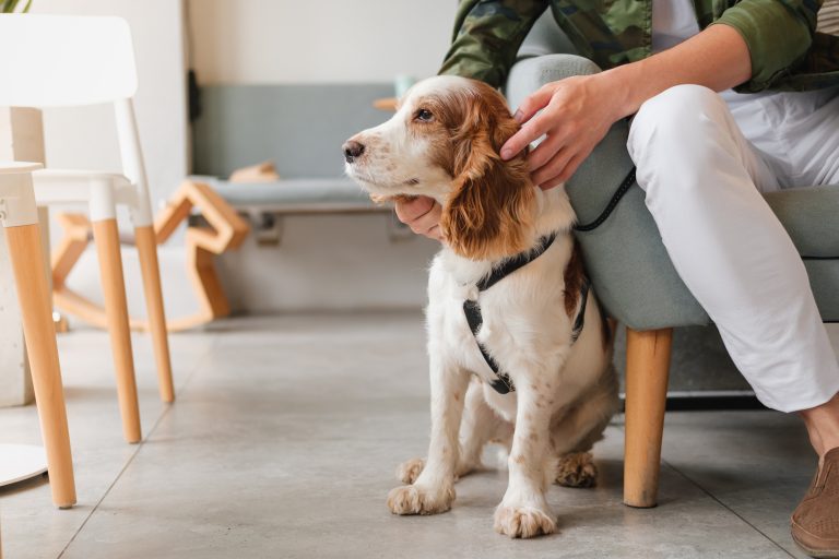 Cute,Spaniel,Dog,Sits,At,A,Cafe,Next,To,A