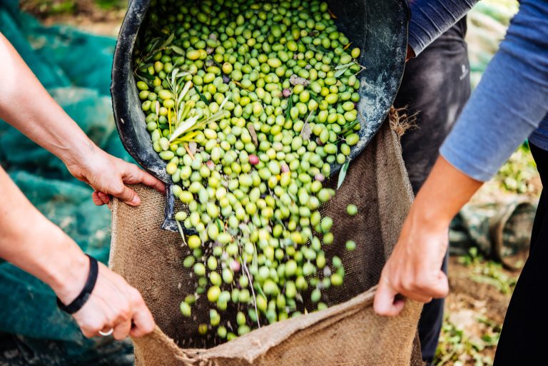 Harvesting,Olives,In,Sicily,Village,,Italy