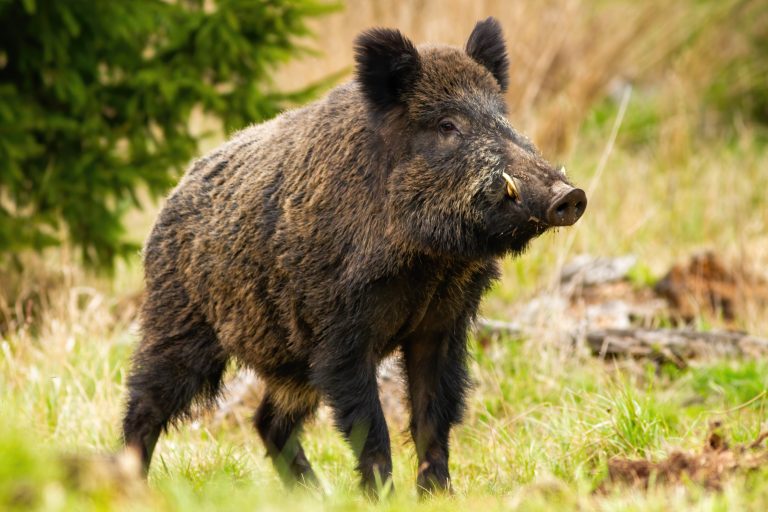 Dominant,Wild,Boar,,Sus,Scrofa,,Male,Sniffing,With,Massive,Snout