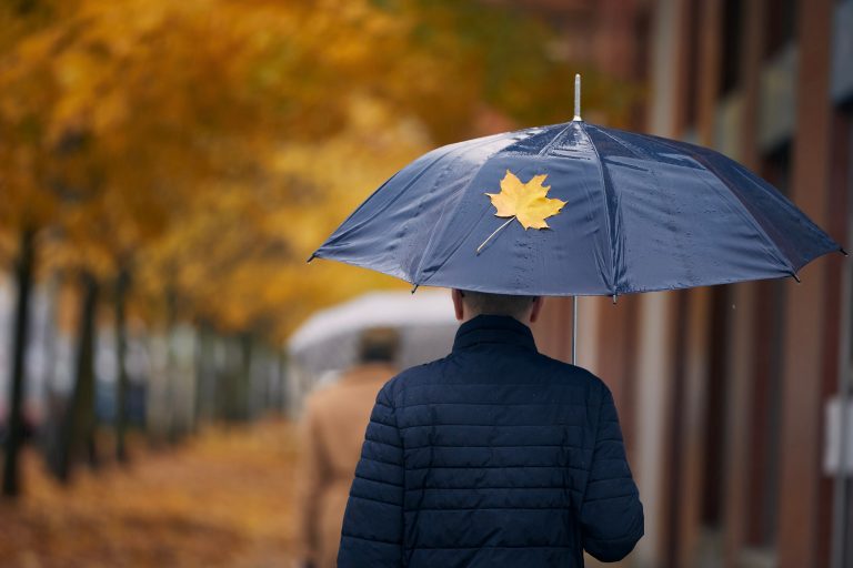 Man,With,Umbrella,Walking,Under,Yellow,Maple,Trees,On,City