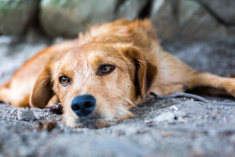 Stray,Dog