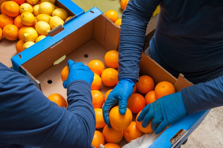 Farmers,Manually,Selecting,And,Then,Packaging,Just,Picked,Tarocco,Oranges