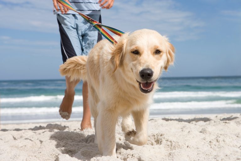A,Close,Up,Shot,A,Dog,Walked,By,Its,Owner