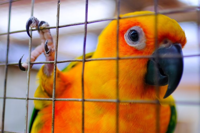 A,Beauty,Orange,Green,Parrot