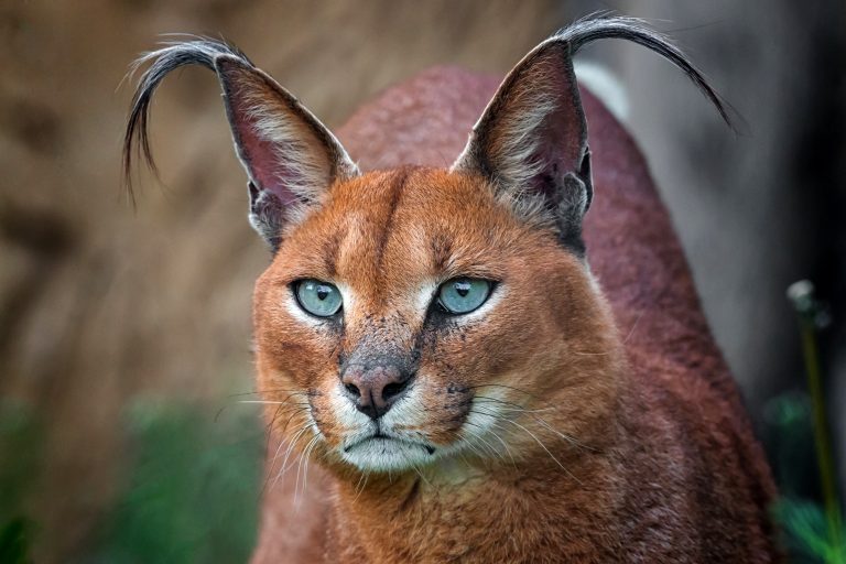 Detail,Of,Caracal,Head,With,Attentive,Look