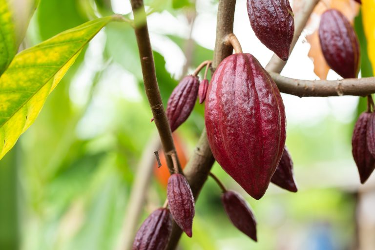 Cacao,Tree,(theobroma,Cacao).,Organic,Cocoa,Fruit,Pods,In,Nature.