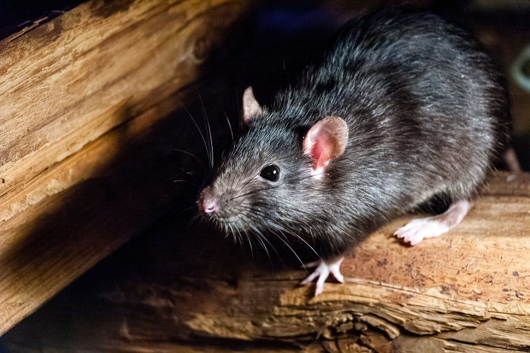 The,Black,Rat,(rattus,Rattus),,Also,Known,As,Ship,Rat,