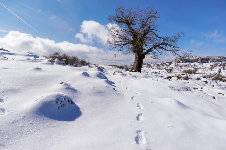 Gall,Oaks,Or,Gall,Oaks,(quercus,Faginea),And,Footprints,In