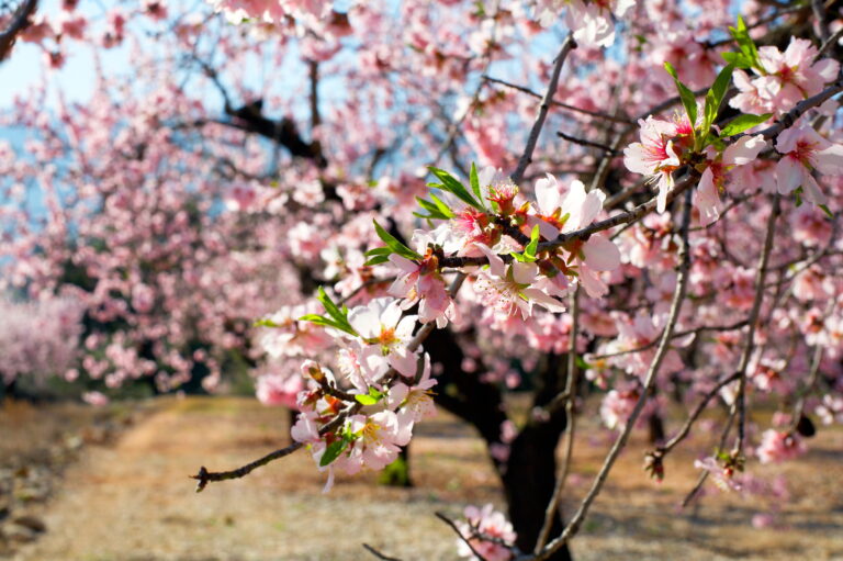 Blooming,Trees,On,Field,In,Spring