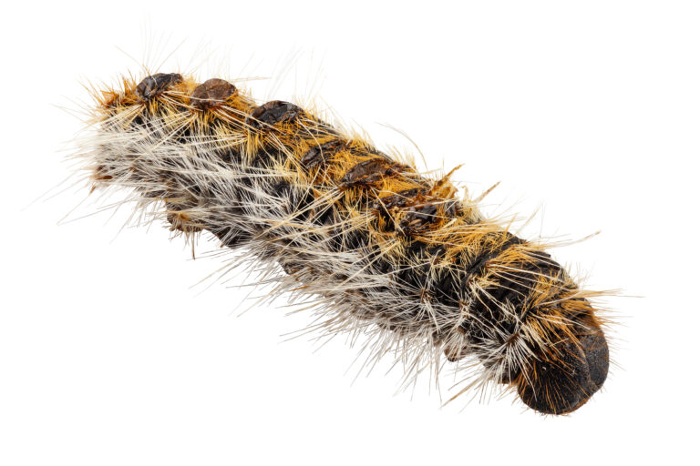 Caterpillar,Pine,Processionary,Species,Thaumetopoea,Pityocampa,In,High,Definition,With