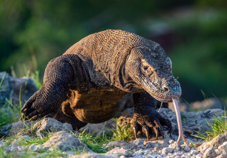 Komodo,Dragon,Sniffs,The,Air,With,His,Forked,Tongue..,Scientific