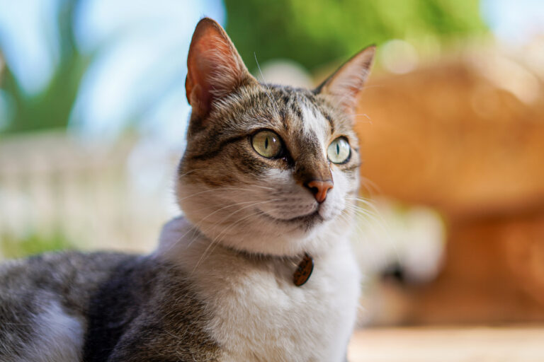 Cute,Spanish,Cats,,Chilling,Out