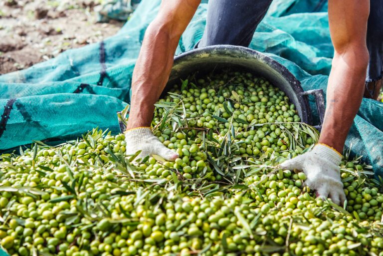 Harvesting,Olives,In,Sicily,Village,,Italy