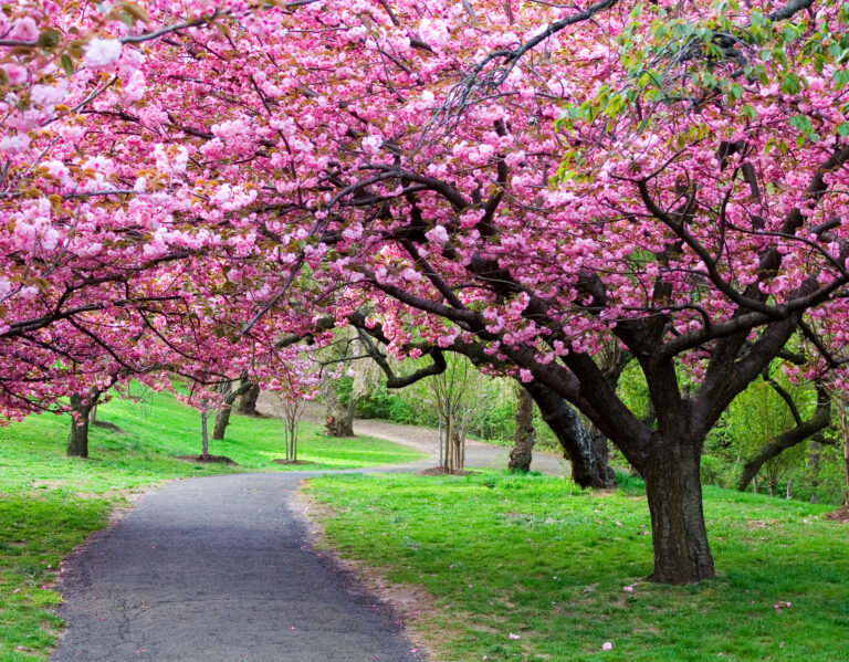 Cherry,Blossom,Path