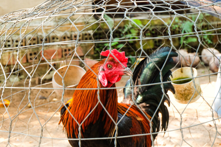 Selective,Focus,And,Motion,Blur,Of,Cockfighting,Rooster,In,A