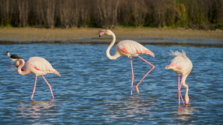 Group,Of,Common,Flamingos,Or,Pink,Flamingo,(flamingo),In,The