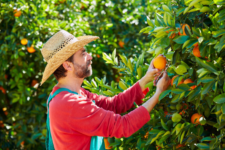 Farmer,Man,Harvesting,Oranges,In,An,Orange,Tree,Field