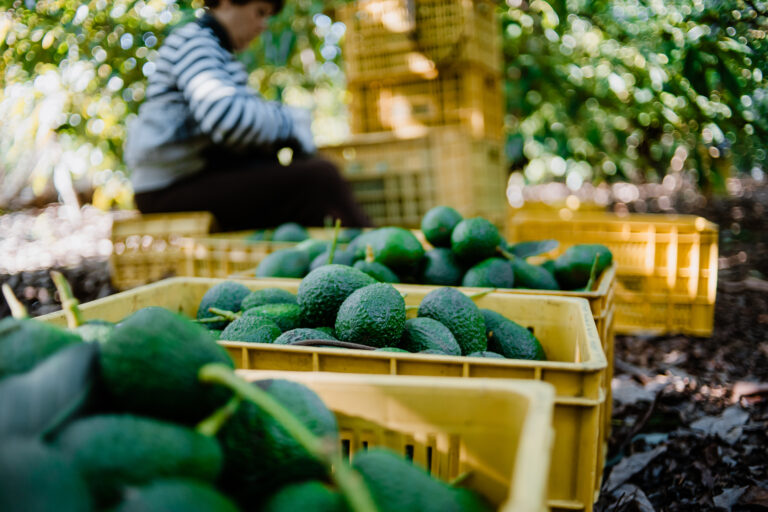 A,Woman,Farmer,Working,In,The,Hass,Avocado,Harvest,Season.