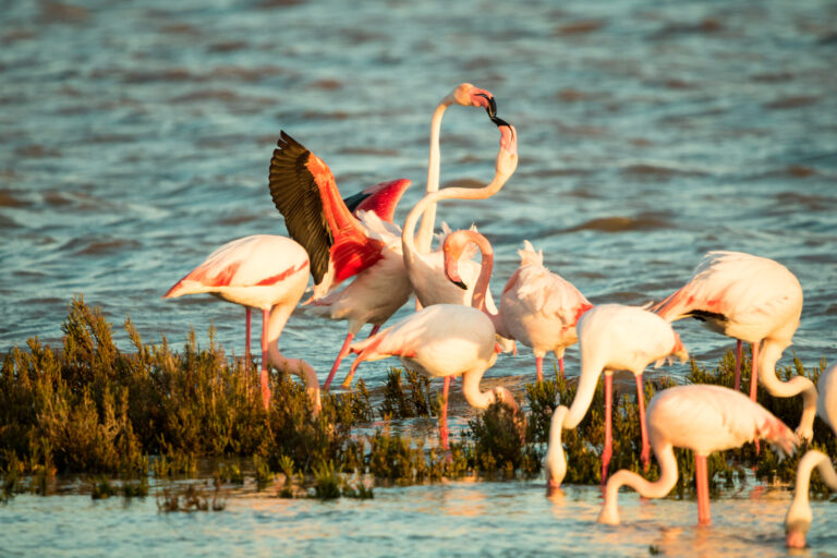Flamingos,In,Fuente,Piedra,Lagoon
