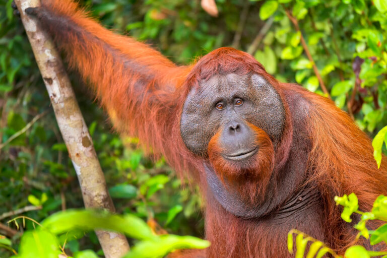 Orangutan,Pongo,Pygmaeus,At,Tanjung,Puting,National,Park,In,Borneo