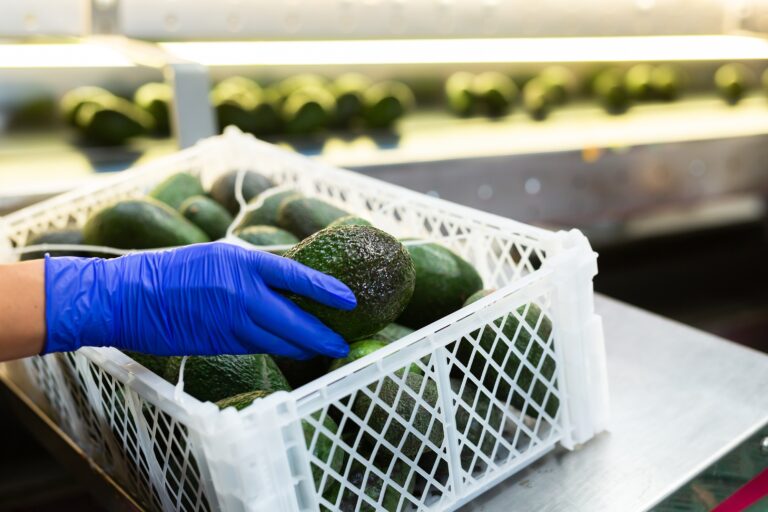 Sorting,Line,Worker,At,Agricultural,Processing,Factory,Packing,Ripe,Hass