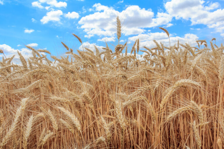 Gold,Wheat,Field,And,Blue,Sky