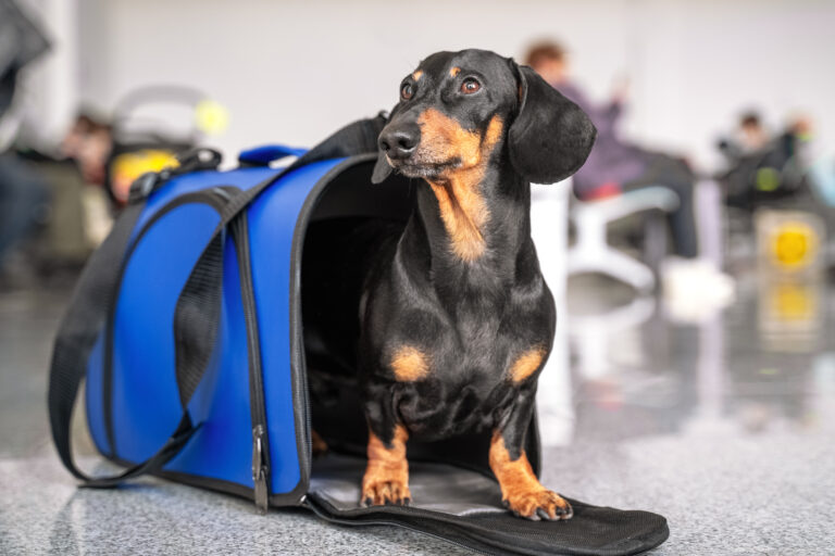 Obedient,Dachshund,Dog,Sits,In,Blue,Pet,Carrier,In,Public