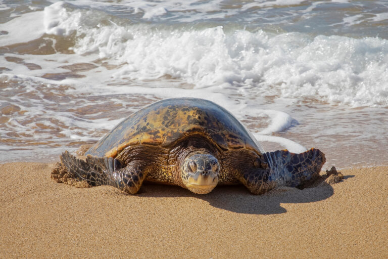 Hawaiian,Green,Sea,Turtle,Hauls,Out,From,Foamy,Surf,Onto
