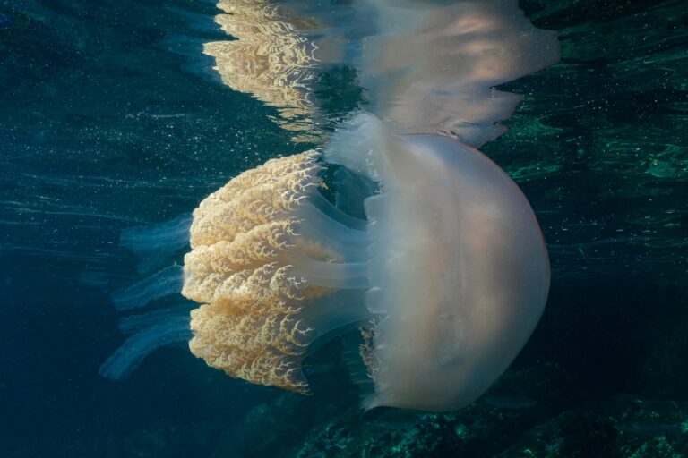 Jellyfish,(rhizostoma,Luteum),Granada,,Spain