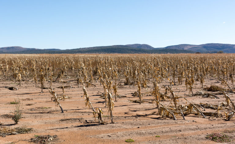 Dry,Corn,Field