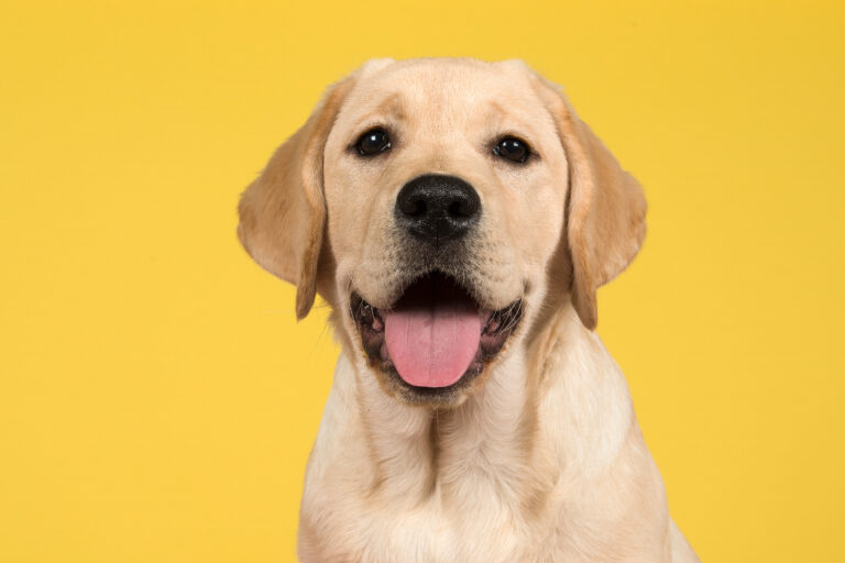 Portrait,Of,A,Blond,Labrador,Retriever,Puppy,On,A,Yellow