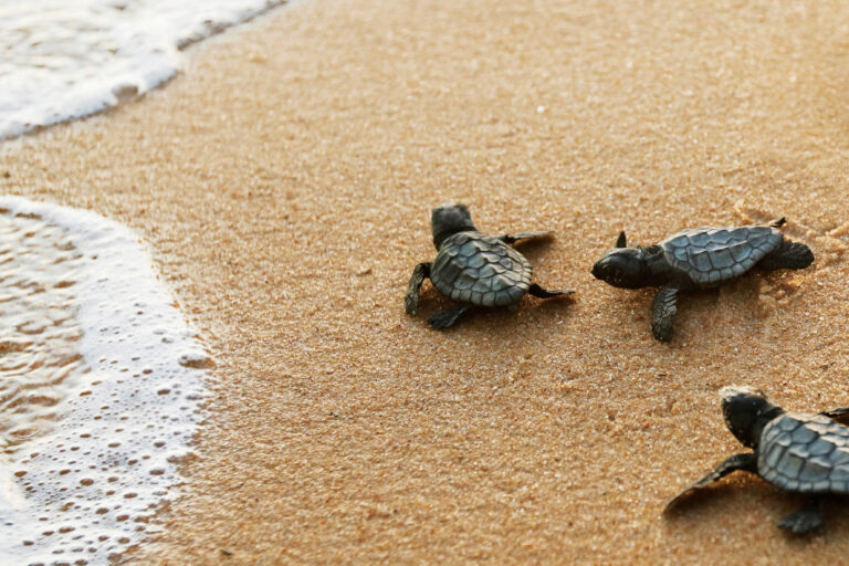Cute,Newborn,Sea,Turtle,,Caretta,Caretta,,Birth,On,The,Sand